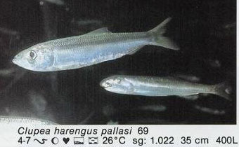 Clupea harengus